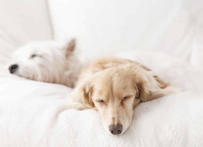 강아지-두마리가-푹신한-곳에서-자고있는-사진-입니다.
